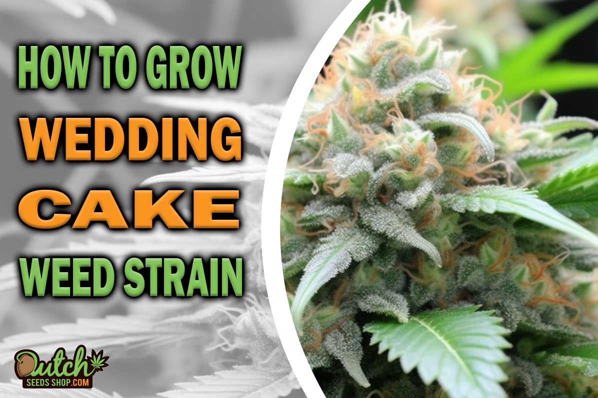 How to Grow Wedding Cake Strain - DSS