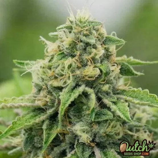 Buy 24K Gold Feminized Cannabis Seeds Online For Sale - DSS
