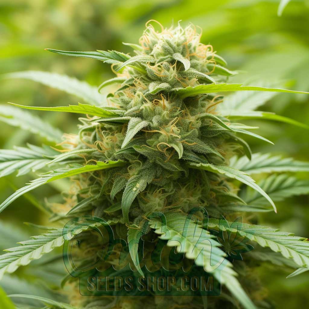 Buy AK 47 Feminized Cannabis Seeds For Sale Online - DSS
