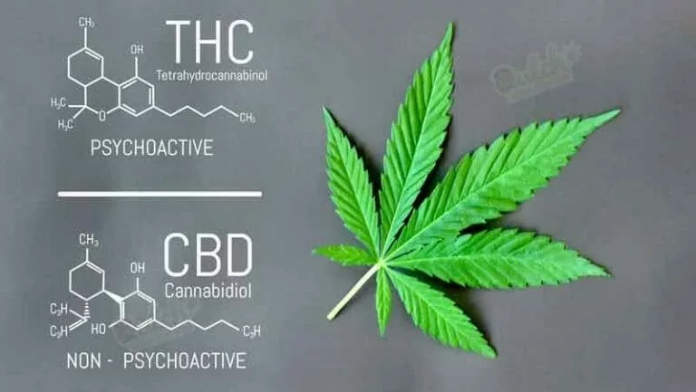 Active Ingredients In Cannabis: CBD And THC