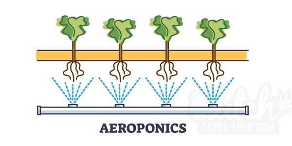 Advantages and Disadvantages of Aeroponics