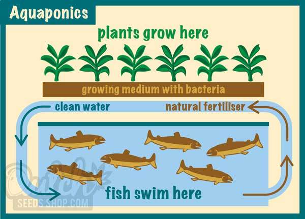 Aeroponics vs Aquaponics Farming Method