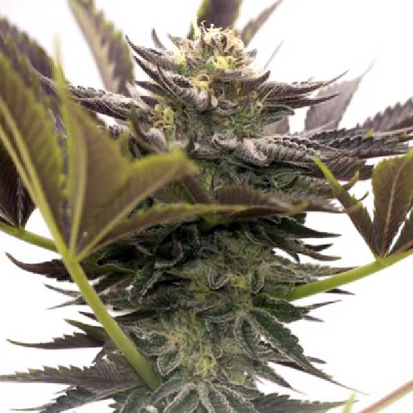 Buy Afghan Autoflower Cannabis Seeds Online - DSS