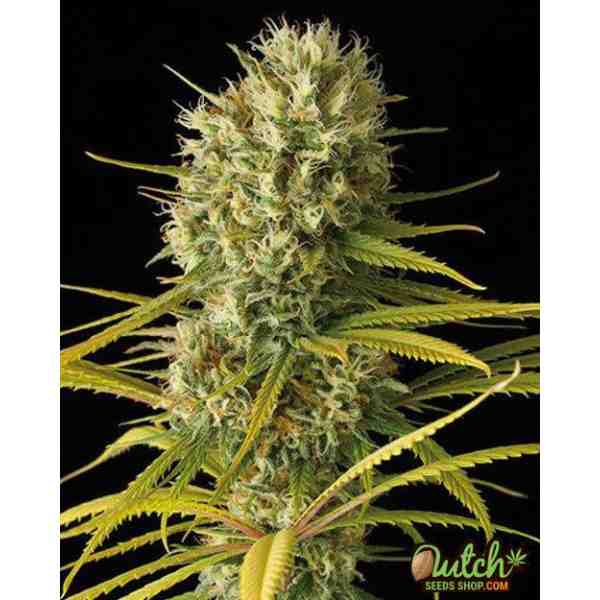 Buy Amnesia Feminized Cannabis Seeds Online For Sale - DSS