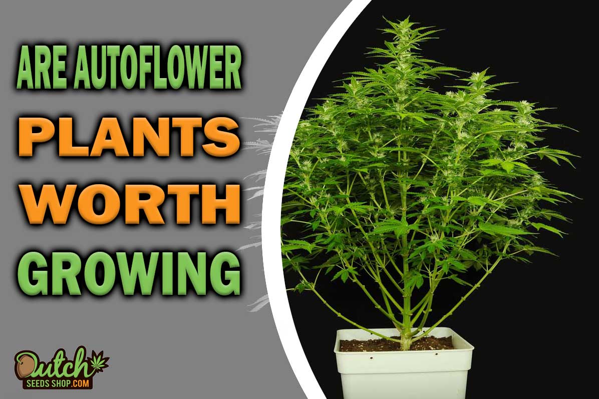 Are Autoflowers Worth Growing?