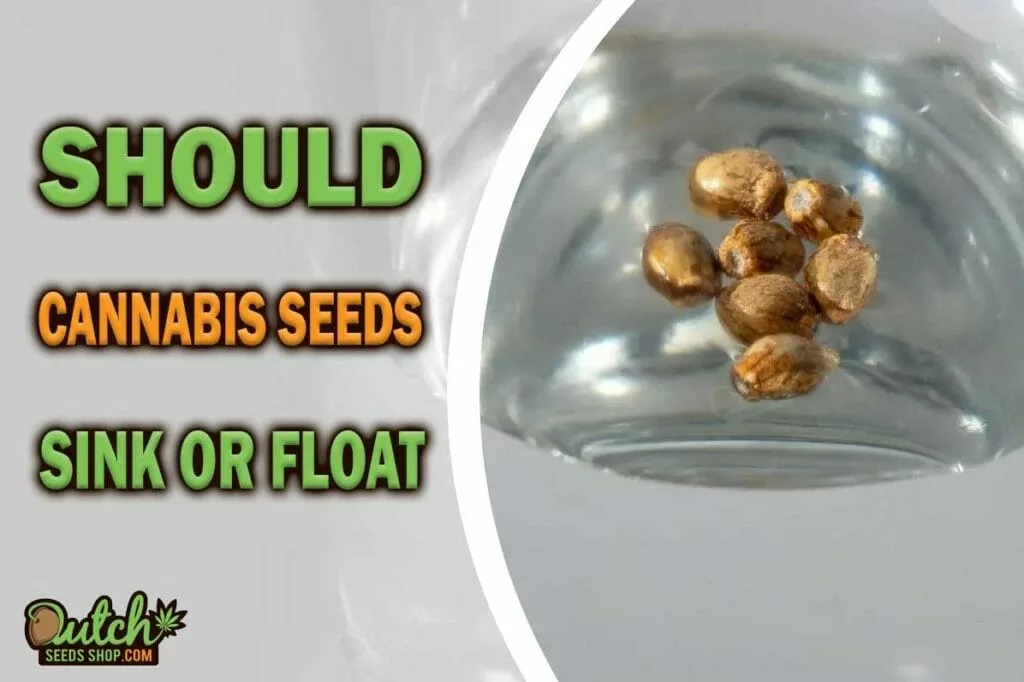Are Marijuana Seeds Good When They Float in Water?