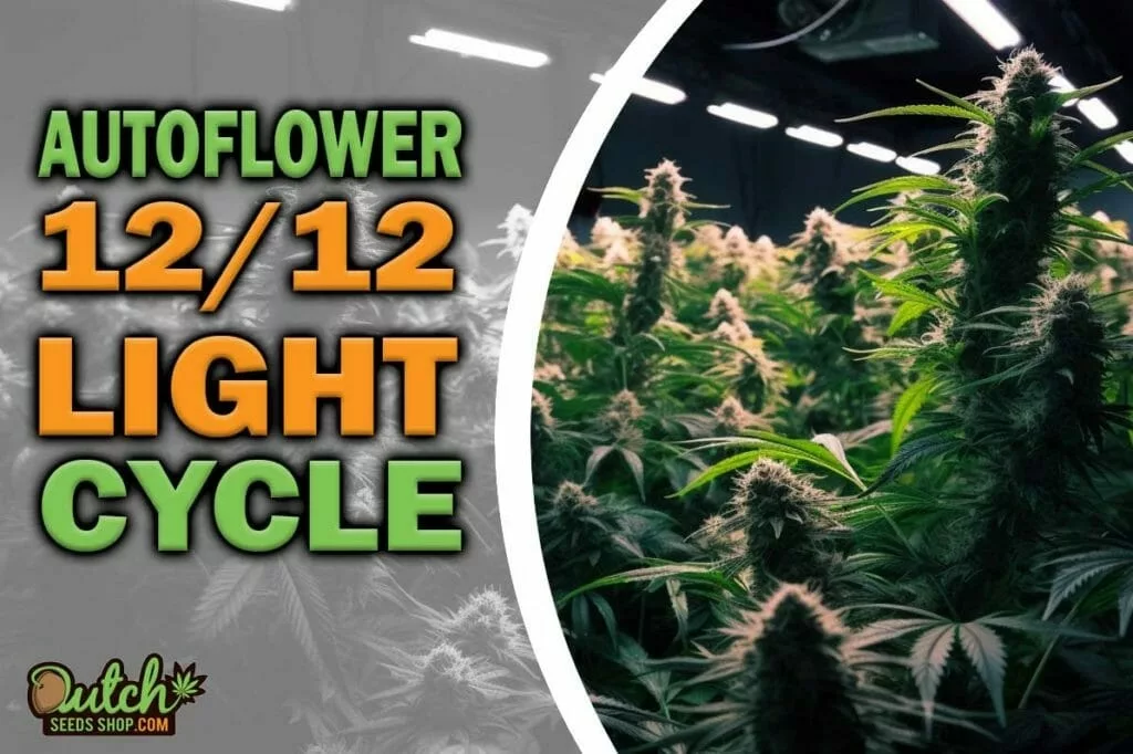Autoflower 12/12 Light Cycle: Maximizing Growth and Yield