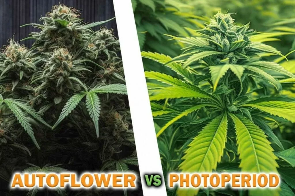 Autoflower vs Photoperiod: Which is Better for Your Grow?