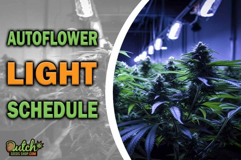 Autoflowering Light Cycle: Schedule for Best Cannabis Plant Growth