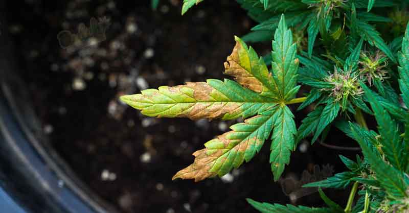 Autoflowering Plant Shows Signs of Yellowing and Brown Spots