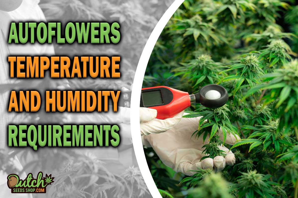 Temperature and Humidity Requirements for Autoflowering Cannabis Plants