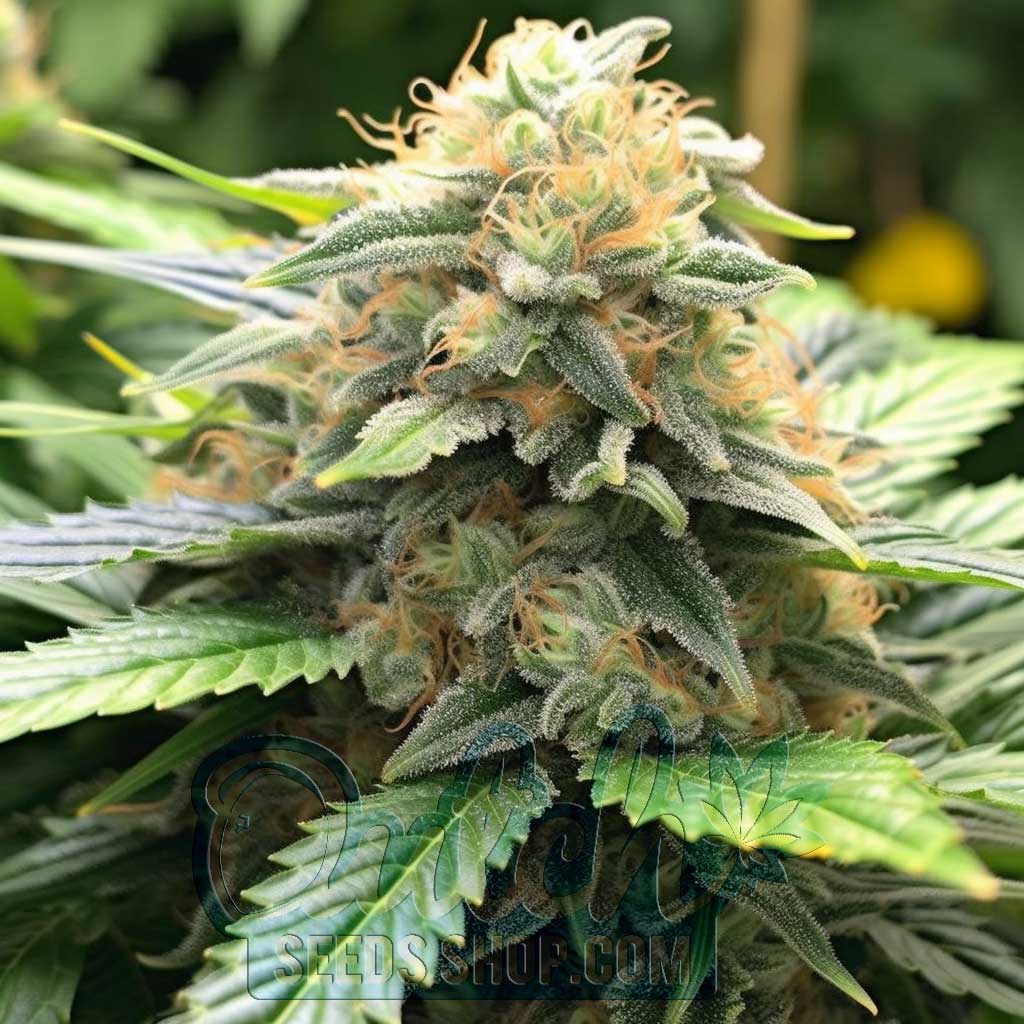 B52 Feminized Seeds – : 5 seeds