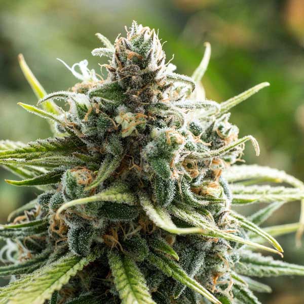 Buy B52 Feminized Cannabis Seeds Online For Sale - DSS