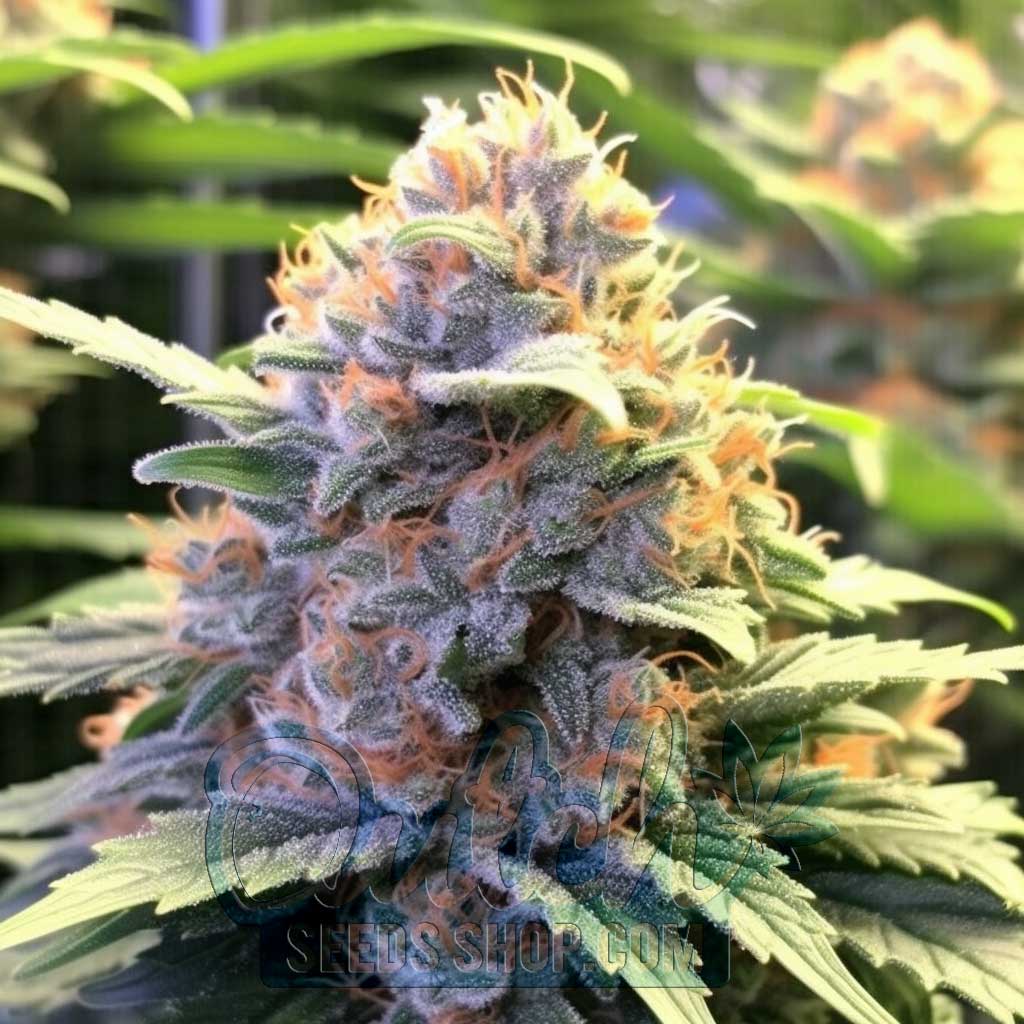 Badazz Cheese Feminized Seeds – : 10 seeds
