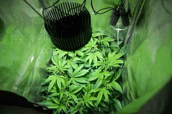 Basic Grow Room Requirements for the Vegetative Growth