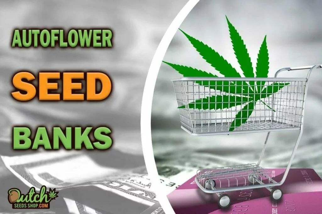 Best Autoflower Seed Banks to Buy From In 2023