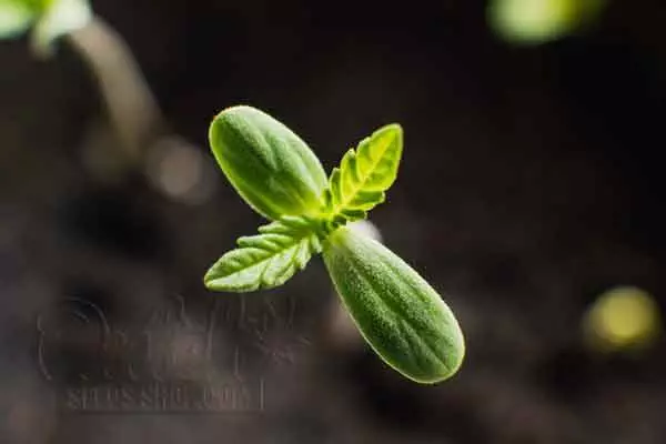 Best Conditions For Seedling Stage