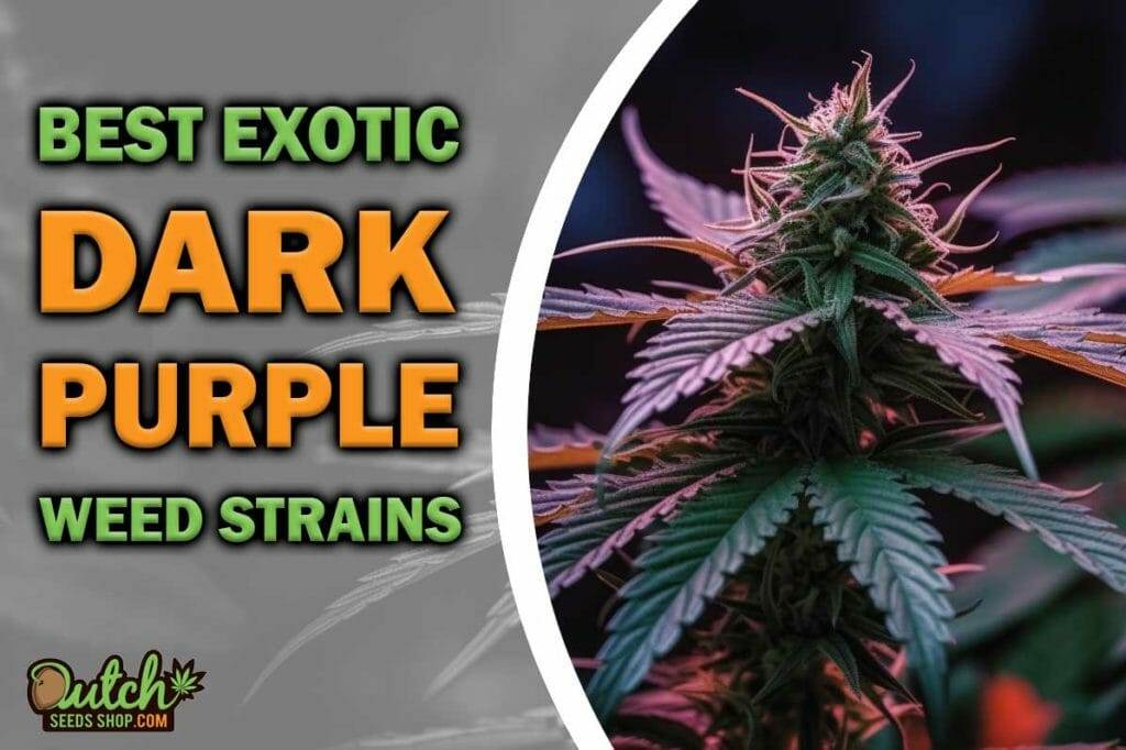 5 Best Dark Purple Weed Strains
