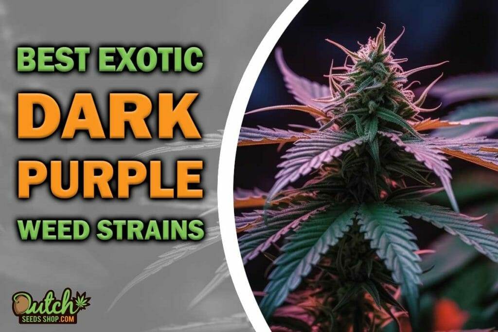 5 Best Dark Purple Weed Strains Dutch Seeds Shop