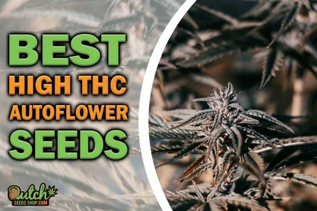 Best High THC Autoflower Cannabis Seeds