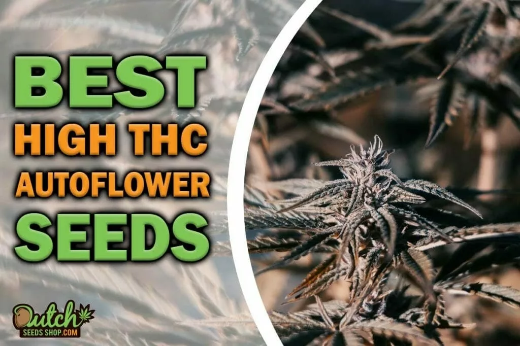 Best High THC Autoflower Cannabis Seeds Dutch Seeds Shop