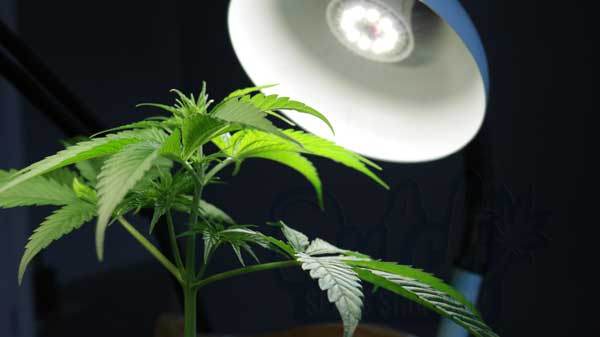 Best Light Schedule for Autoflowers Vegetative Growth Cycle