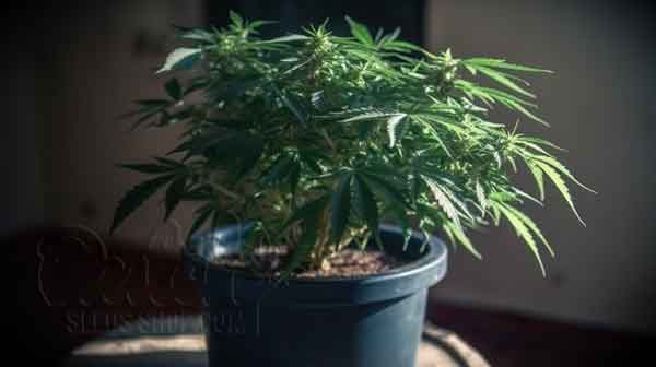 Best Nutrients For Growing Auto-flowers