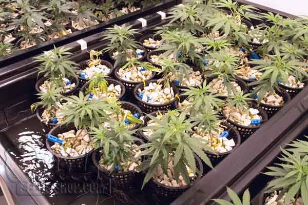 Best Nutrients for Growing Cannabis in Hydroponics