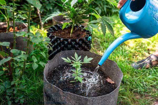 Best Practices for Watering 5-Gallon Autoflower Plants