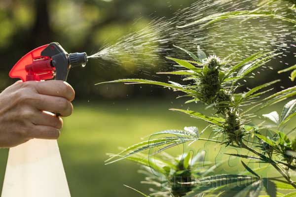 Best Practices for Watering Cannabis Plants