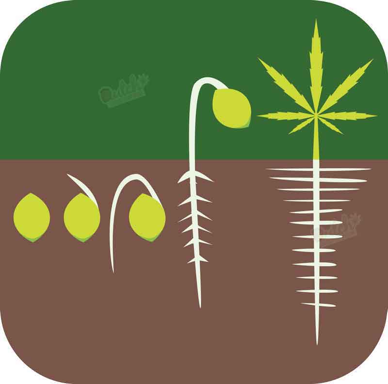 Best Soil For Growing Cannabis