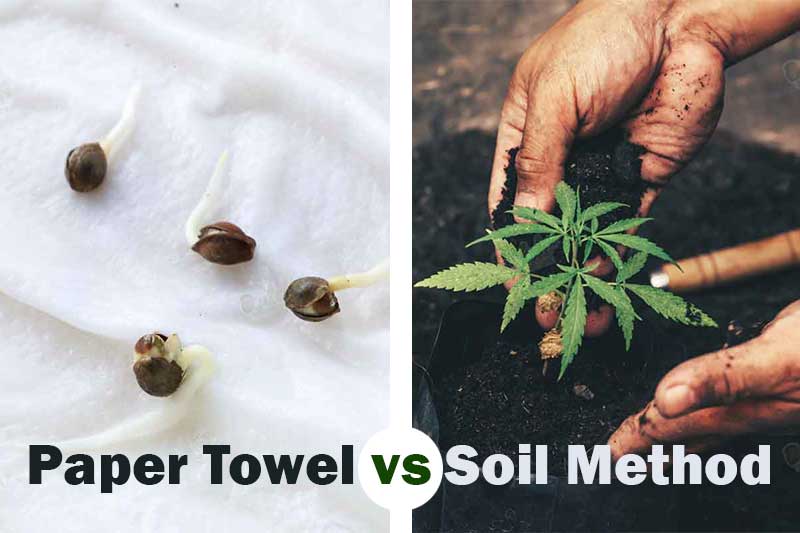 Best Way to Germinate Cannabis Seeds