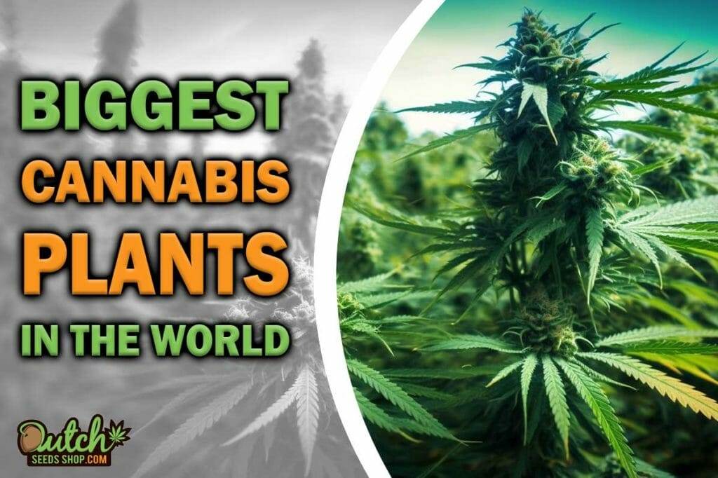 Biggest Weed Plants in the World Ever