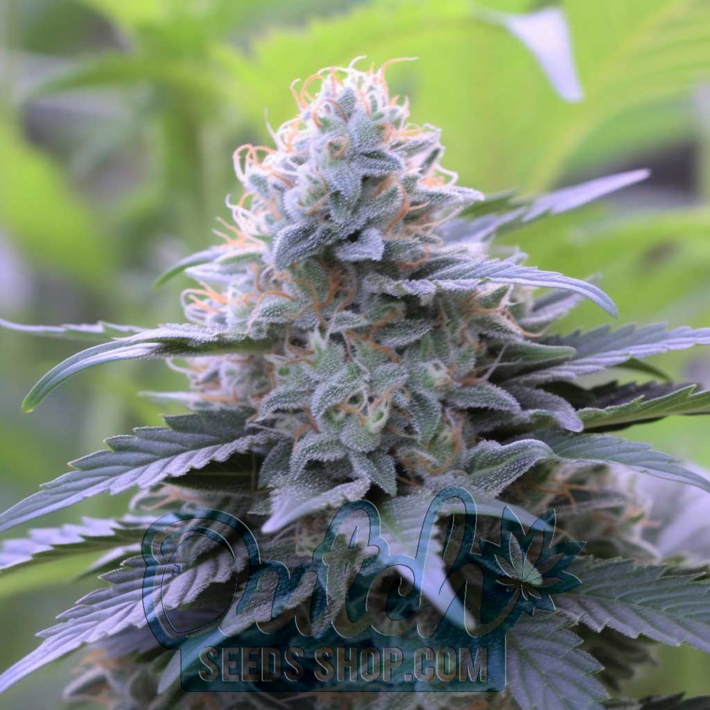Black Domina Feminized Seeds