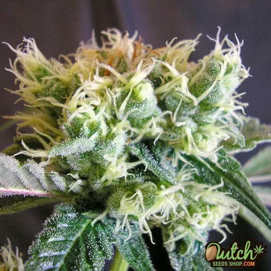 Buy Black Domina Feminized Weed Seeds Online For Sale -DSS