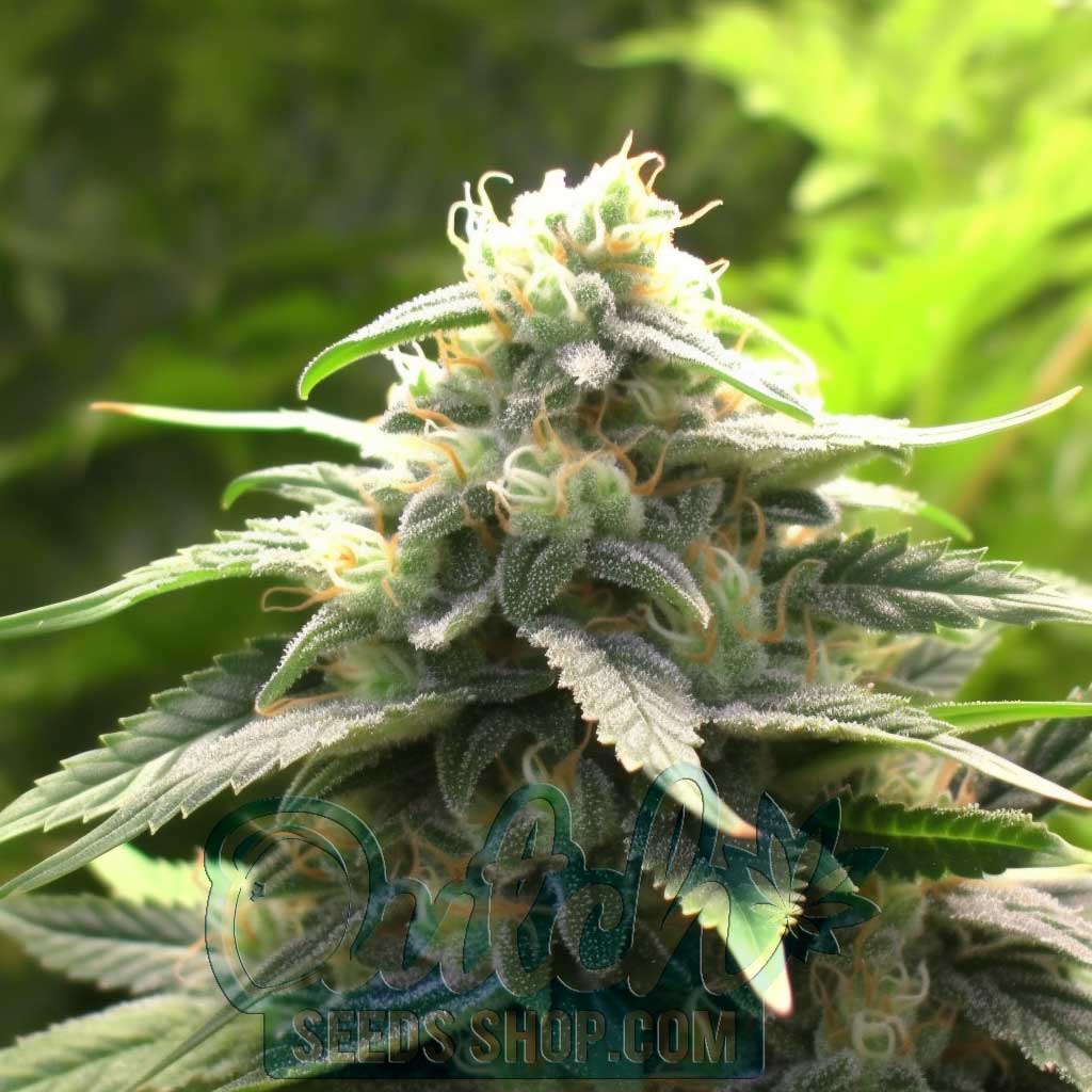 Black Jack Feminized Seeds – : 10 seeds