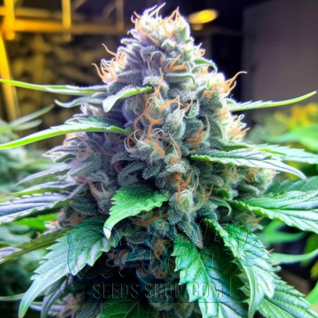 Buy Blue Cheese Feminized Cannabis Seeds For Sale - DSS