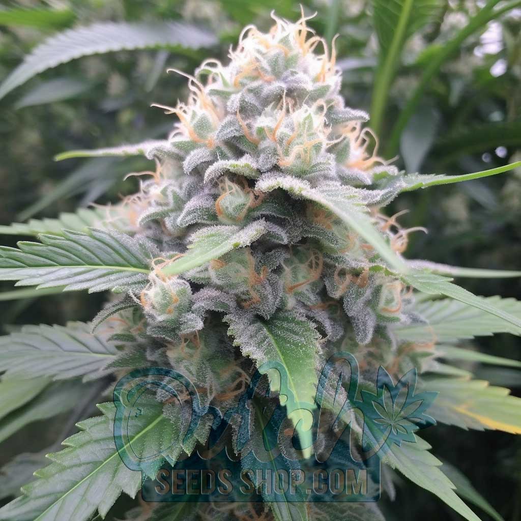 Buy Blue Cookies Feminized Cannabis Seeds For Sale - DSS