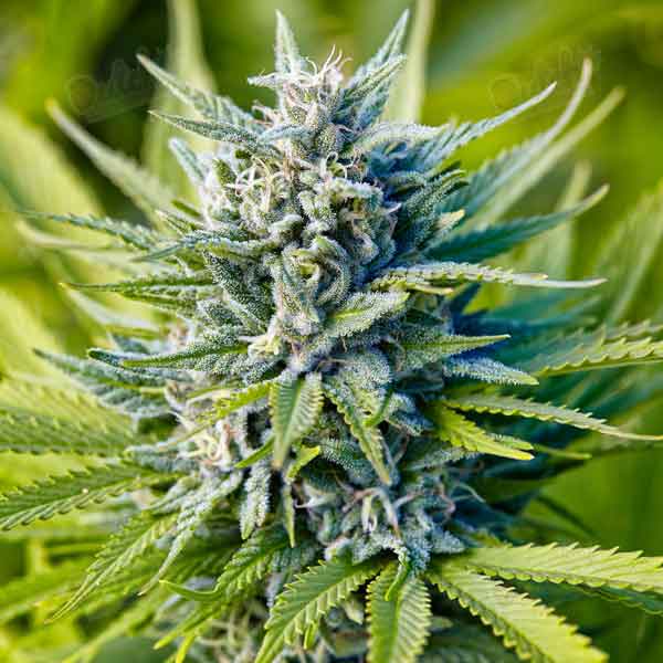 Buy Blue Dream Autoflower Cannabis Seeds Online - DSS