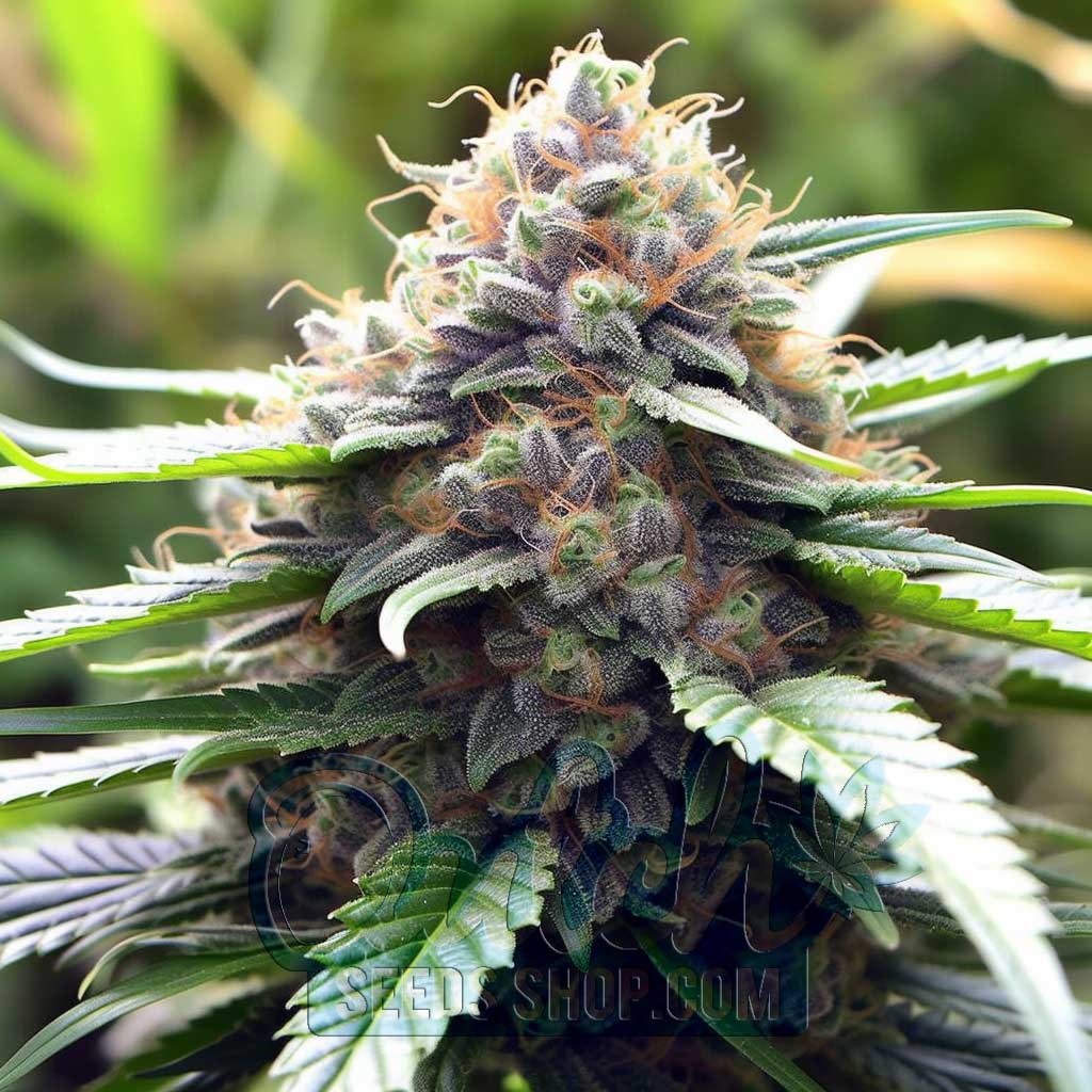 Buy Blueberry Haze Feminized Cannabis Seeds For Sale - DSS