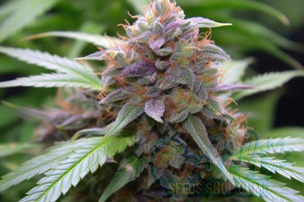 Buy Cannabis Seeds for Sale Online