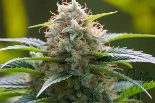Buy Cannabis Seeds for Sale Online