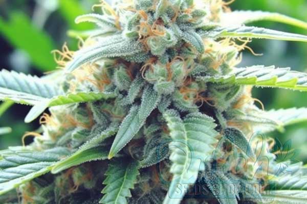 Buy Cannabis Seeds for Sale Online