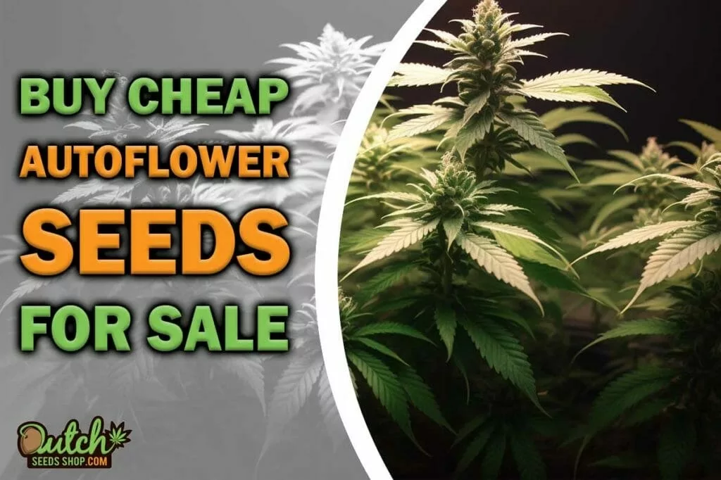 Buy Cheap Autoflower Seeds for Sale Online