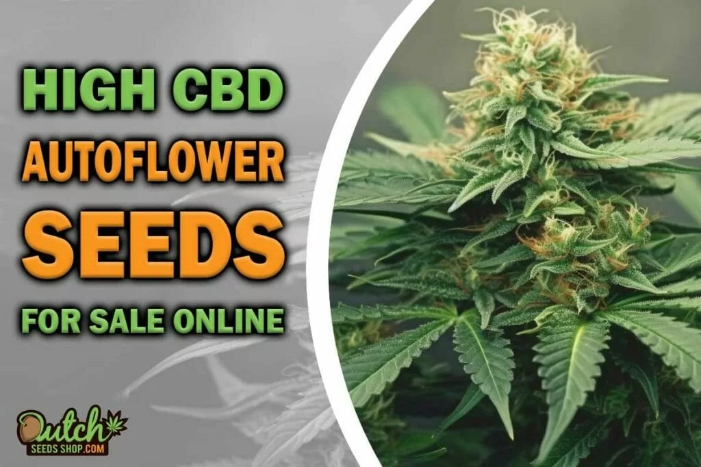 Buy High CBD Autoflower Seeds for Sale Online