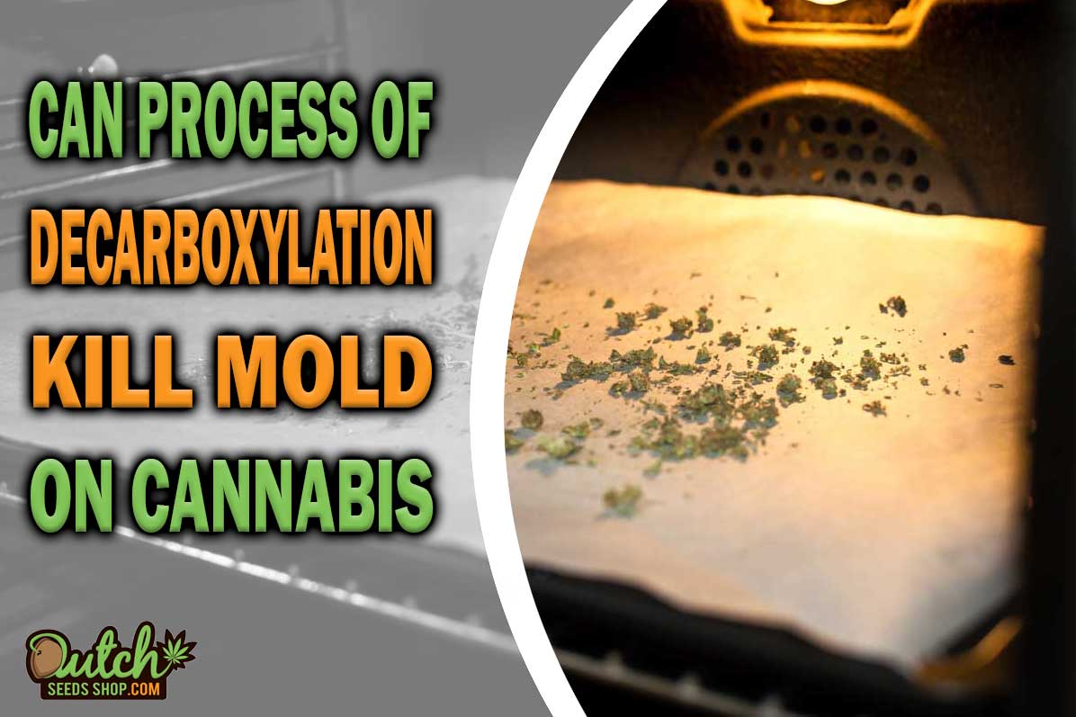 Does Decarboxylation Kill Mold on Cannabis?