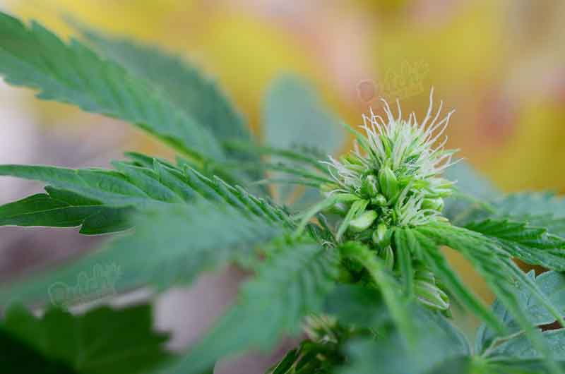 Can You Get Female Cannabis Seeds Naturally Without Male Flowers