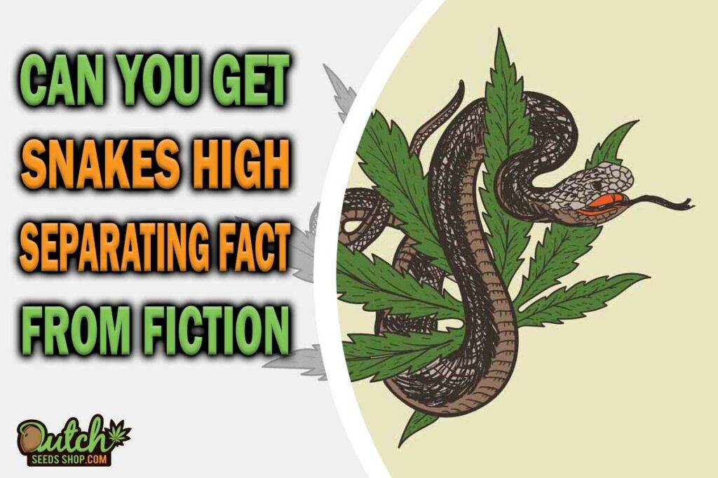 Can You Get Snakes High Separating Fact From Fiction
