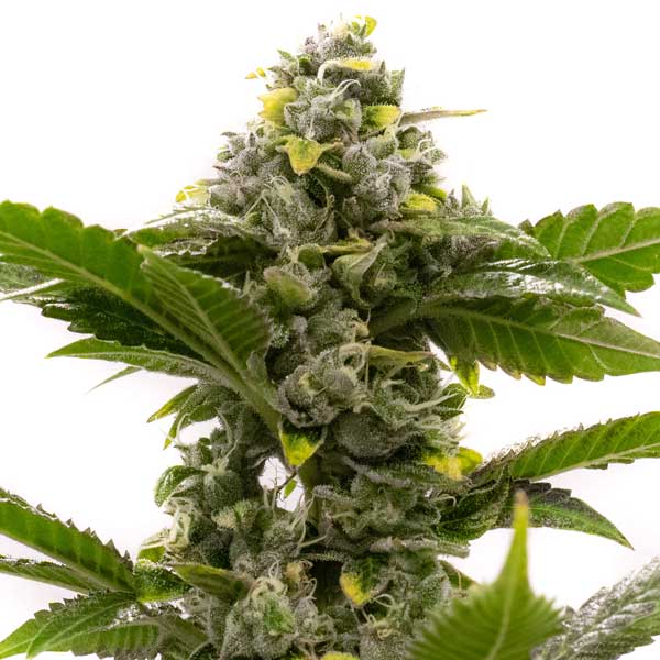 Buy Candy Kush Feminized Weed Seeds Online For Sale - DSS