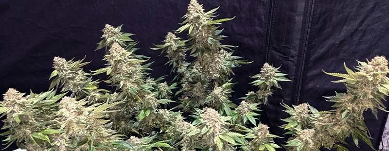 Candy Kush Seeds Preferred Climate and Conditions
